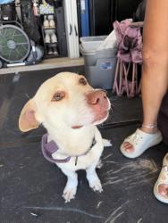 Found/Stray Male Dog last seen Pinemeade ln, Tomball, TX 77375