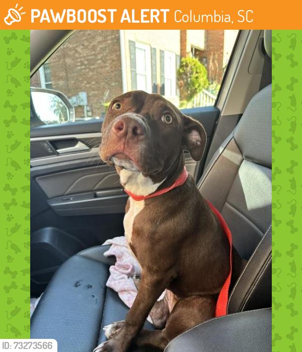 Found/Stray Female Dog last seen Harbison, Columbia, SC 29210
