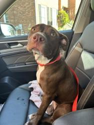 Found/Stray Female Dog last seen Harbison, Columbia, SC 29210