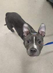 Shelter Stray Female Dog last seen Near Annapolis Road, ODENTON, MD, 21113, 411 Maxwell Frye Rd, Millersville, MD 21108, USA