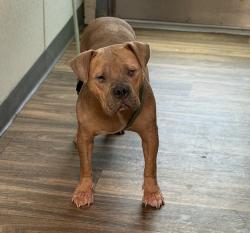 Shelter Stray Female Dog last seen 30th Street, San Diego, CA, 92102, 5500 Gaines St, San Diego, CA 92110, USA