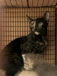 Shelter Stray Female Cat last seen Near Wynne Lane, AUSTIN, TX, 78745, 7201 Levander Loop bldg a, Austin, TX 78702, USA