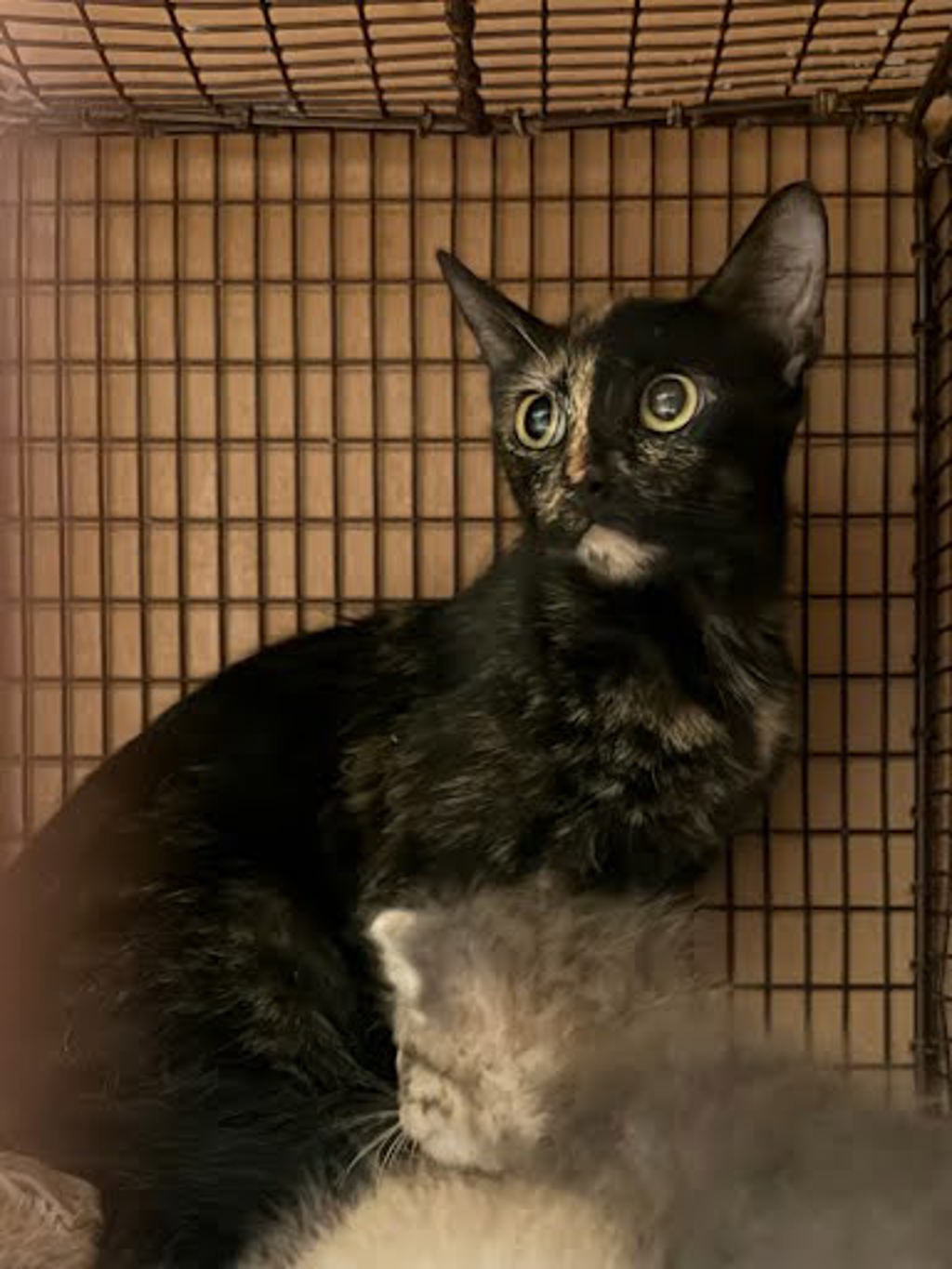 Shelter Stray Female Cat last seen Near Wynne Lane, AUSTIN, TX, 78745, 7201 Levander Loop bldg a, Austin, TX 78702, USA