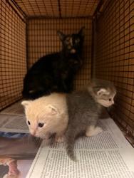 Shelter Stray Unknown Cat last seen Near Wynne Lane, AUSTIN, TX, 78745, 7201 Levander Loop bldg a, Austin, TX 78702, USA