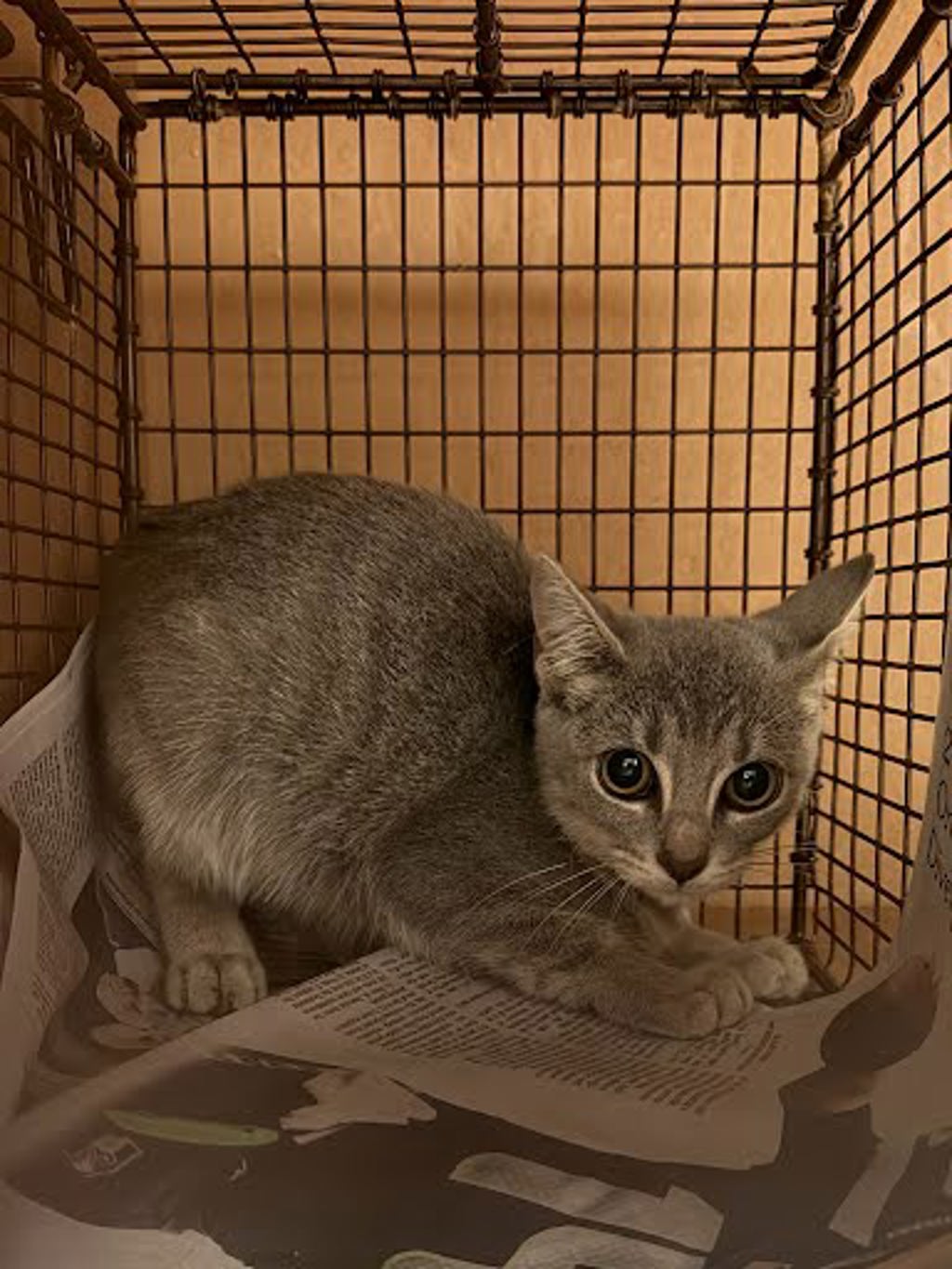 Shelter Stray Female Cat last seen Near Wynne Lane, AUSTIN, TX, 78745, 7201 Levander Loop bldg a, Austin, TX 78702, USA