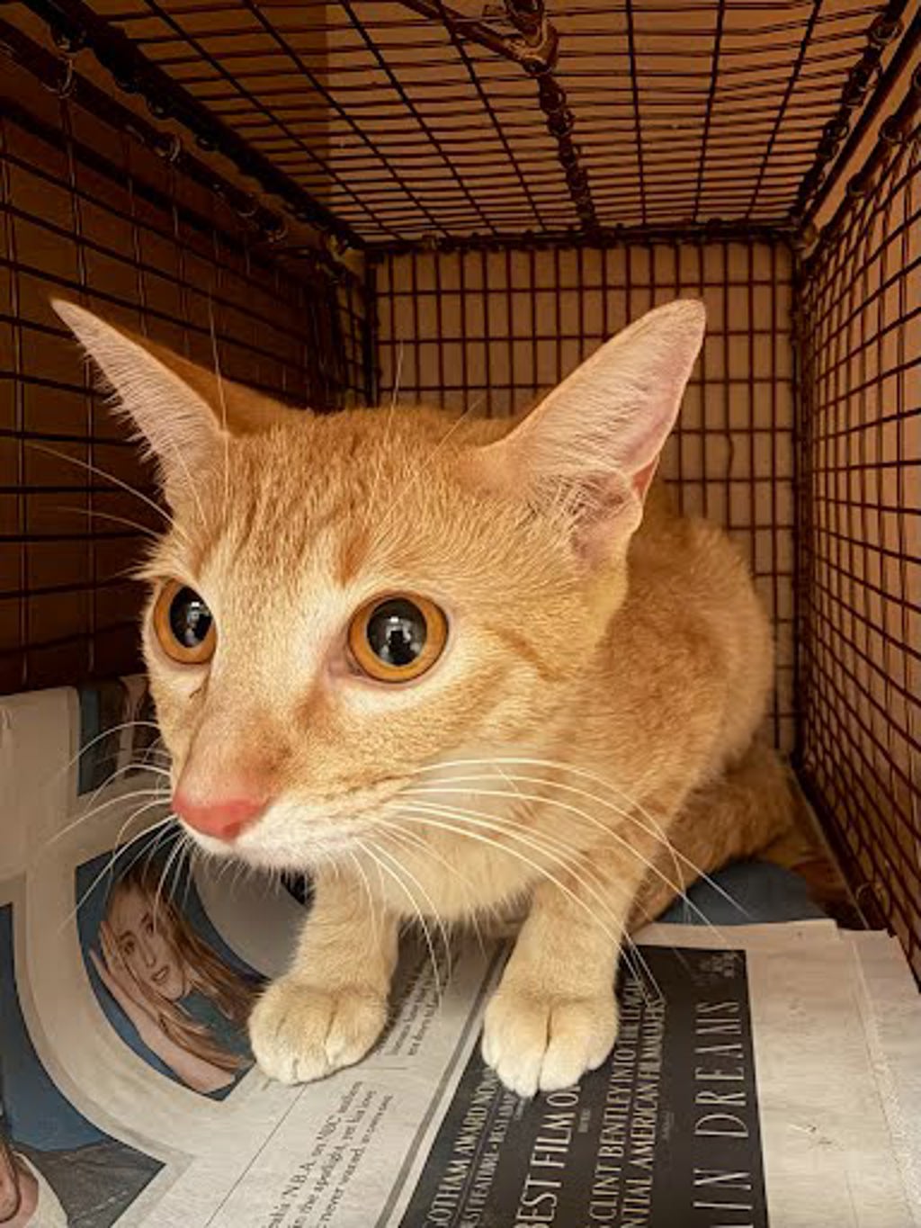 Shelter Stray Female Cat last seen Near Decker Lake Road, AUSTIN, TX, 78724, 7201 Levander Loop bldg a, Austin, TX 78702, USA