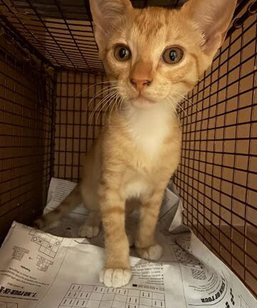 Shelter Stray Male Cat last seen Brandt Road, AUSTIN, TX, 78744, 7201 Levander Loop bldg a, Austin, TX 78702, USA