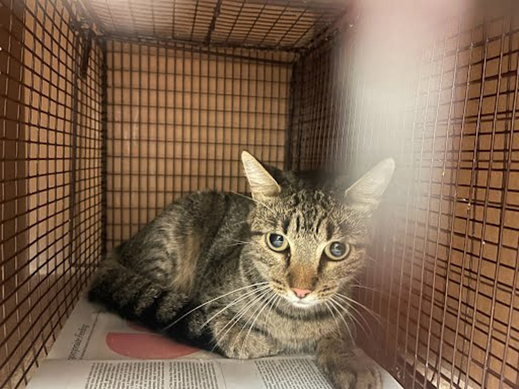 Shelter Stray Male Cat last seen Near Masterson Pass, AUSTIN, TX, 78753, 7201 Levander Loop bldg a, Austin, TX 78702, USA