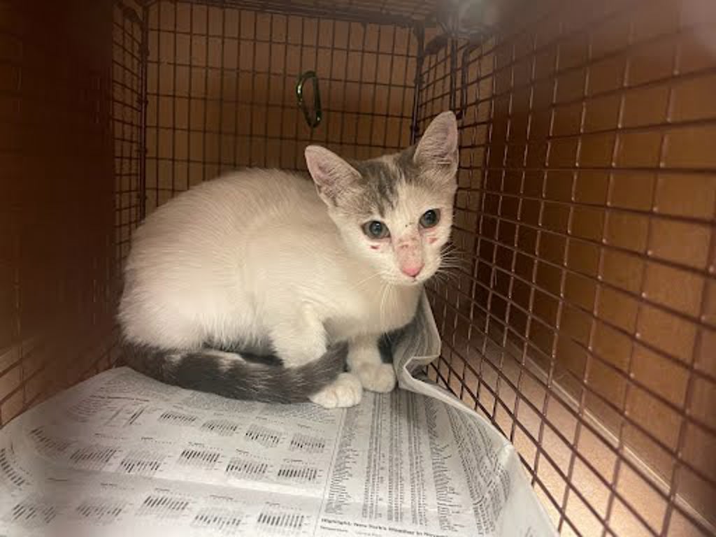 Shelter Stray Unknown Cat last seen Near Masterson Pass, AUSTIN, TX, 78753, 7201 Levander Loop bldg a, Austin, TX 78702, USA