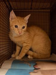 Shelter Stray Male Cat last seen Near Limelight Lane, PFLUGERVILLE, TX, 78660, 7201 Levander Loop bldg a, Austin, TX 78702, USA