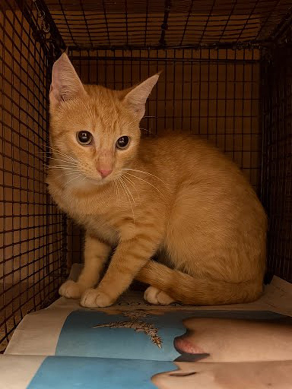 Shelter Stray Male Cat last seen Near Limelight Lane, PFLUGERVILLE, TX, 78660, 7201 Levander Loop bldg a, Austin, TX 78702, USA