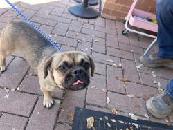 Shelter Stray Female Dog last seen Near Masterson Pass, AUSTIN, TX, 78753, 7201 Levander Loop bldg a, Austin, TX 78702, USA