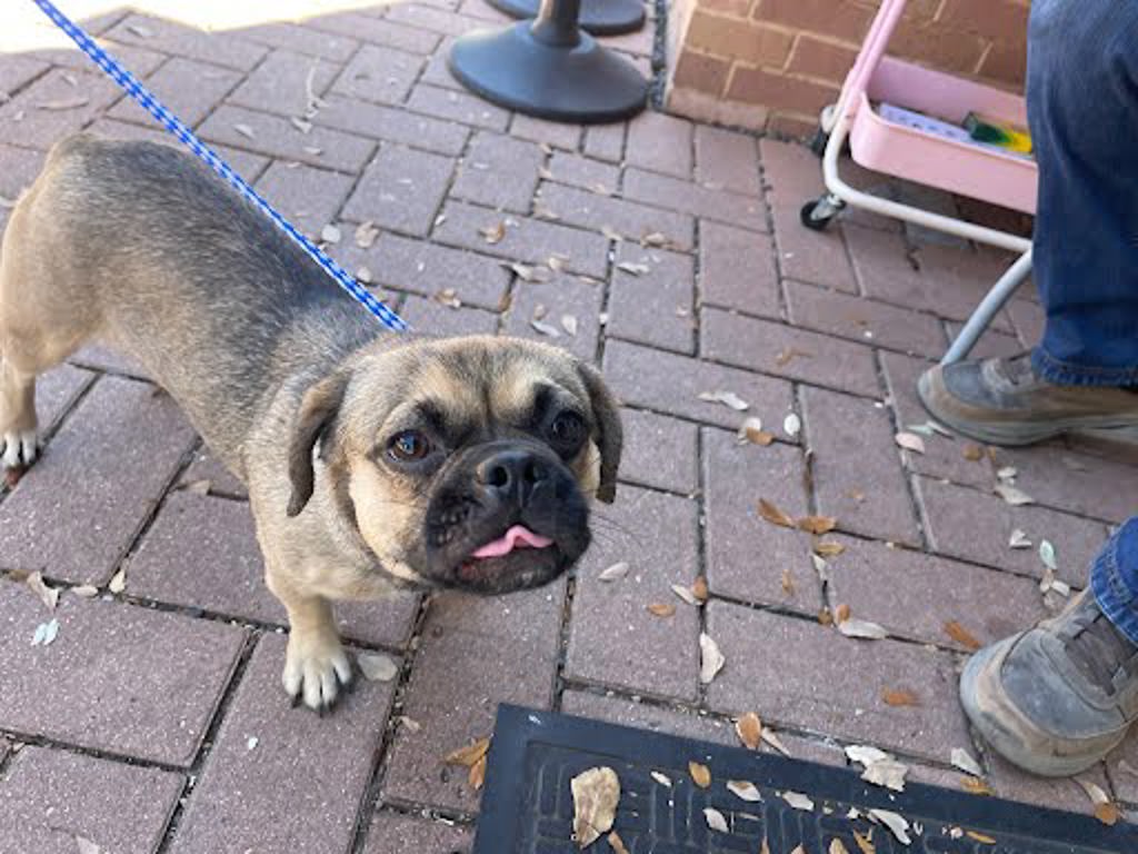 Shelter Stray Female Dog last seen Near Masterson Pass, AUSTIN, TX, 78753, 7201 Levander Loop bldg a, Austin, TX 78702, USA