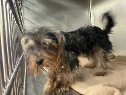Shelter Stray Female Dog last seen Near Jollyville Road, AUSTIN, TX, 78759, 7201 Levander Loop bldg a, Austin, TX 78702, USA