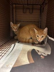 Shelter Stray Male Cat last seen Near Marengo Place, TX, 7201 Levander Loop bldg a, Austin, TX 78702, USA