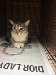Shelter Stray Female Cat last seen Near Coronado Hills Drive, AUSTIN, TX, 78752, 7201 Levander Loop bldg a, Austin, TX 78702, USA