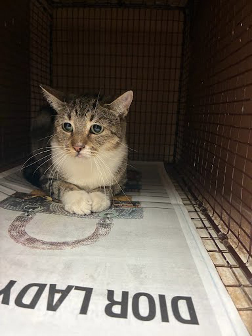 Shelter Stray Female Cat last seen Near Coronado Hills Drive, AUSTIN, TX, 78752, 7201 Levander Loop bldg a, Austin, TX 78702, USA