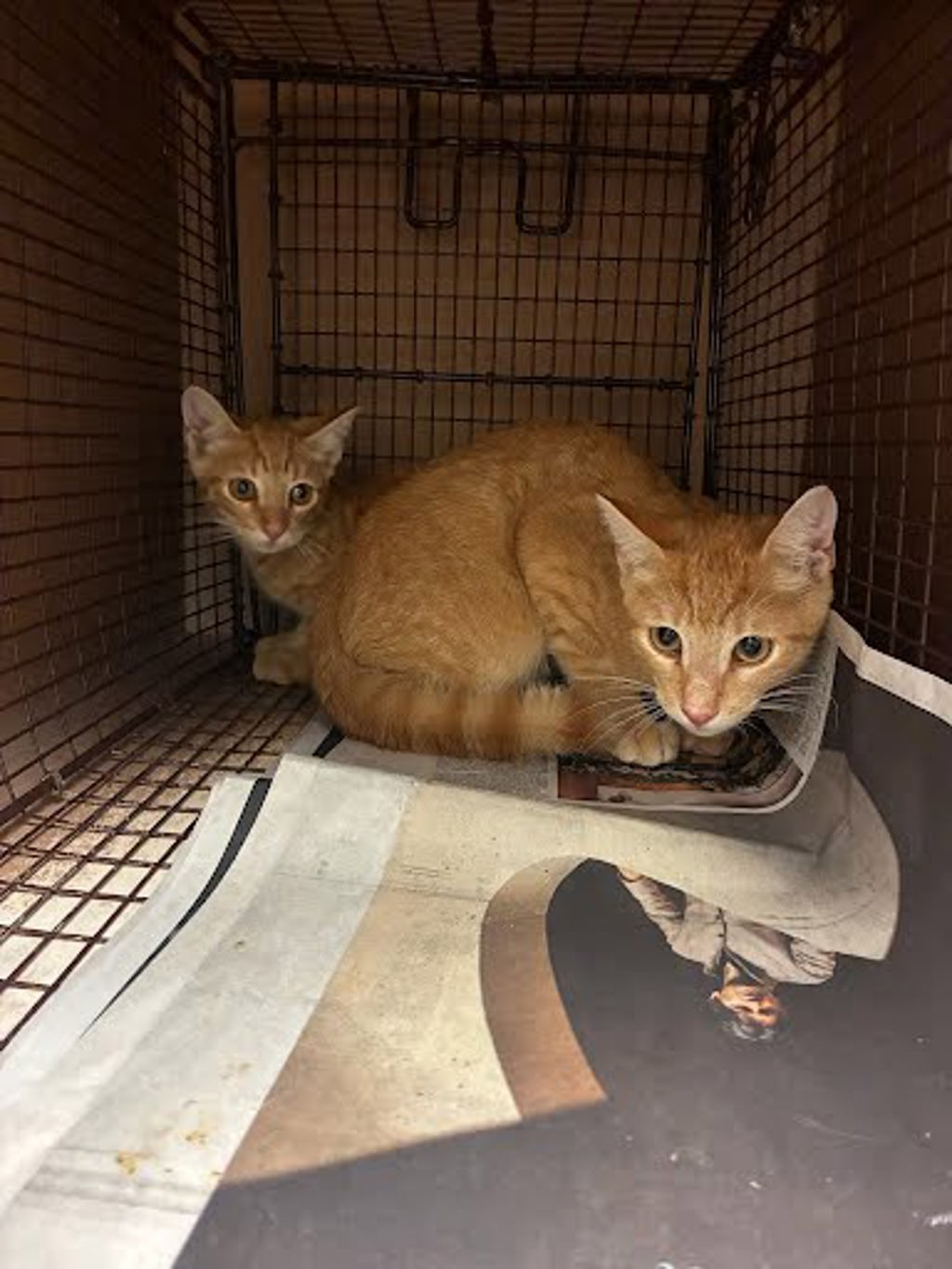Shelter Stray Male Cat last seen Near Marengo Place, TX, 7201 Levander Loop bldg a, Austin, TX 78702, USA