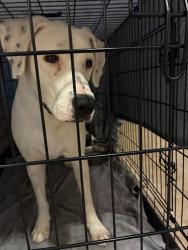 Shelter Stray Male Dog last seen Near N Lamar Boulevard, AUSTIN, TX, 78756, 7201 Levander Loop bldg a, Austin, TX 78702, USA