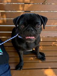 Shelter Stray Female Dog last seen Near Caldwell Lane, DEL VALLE, TX, 78617, 7201 Levander Loop bldg a, Austin, TX 78702, USA