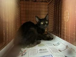 Shelter Stray Female Cat last seen Near Stave Oak Lane, AUSTIN, TX, 78724, 7201 Levander Loop bldg a, Austin, TX 78702, USA
