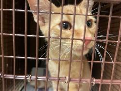 Shelter Stray Male Cat last seen Near Yellow Jacket Lane, AUSTIN, TX, 78741, 7201 Levander Loop bldg a, Austin, TX 78702, USA