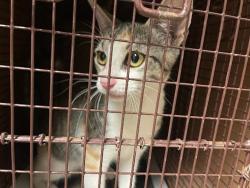 Shelter Stray Female Cat last seen Near Yellow Jacket Lane, AUSTIN, TX, 78741, 7201 Levander Loop bldg a, Austin, TX 78702, USA
