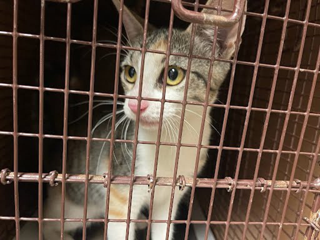 Shelter Stray Female Cat last seen Near Yellow Jacket Lane, AUSTIN, TX, 78741, 7201 Levander Loop bldg a, Austin, TX 78702, USA