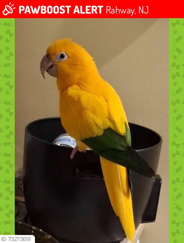Lost Male Bird last seen Greslin Terrace, Rahway, NJ 07065