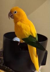 Lost Male Bird last seen Greslin Terrace, Rahway, NJ 07065