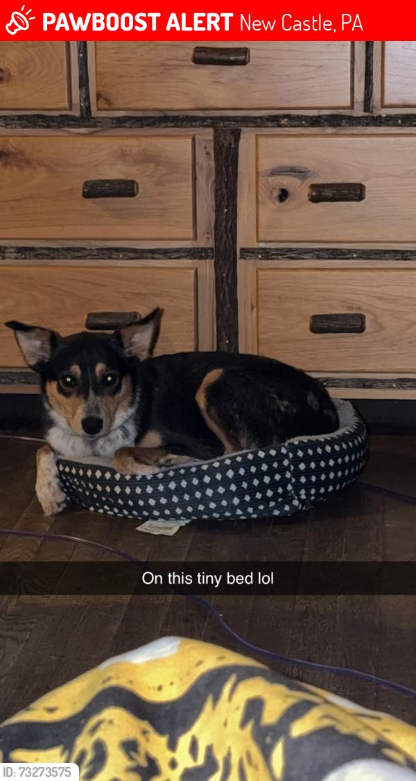 Lost Female Dog last seen Pulaski/kings chapel, New Castle, PA 16105