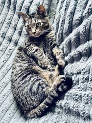 Lost Female Cat last seen Legend Pond Subdivision, New Braunfels, TX 78130