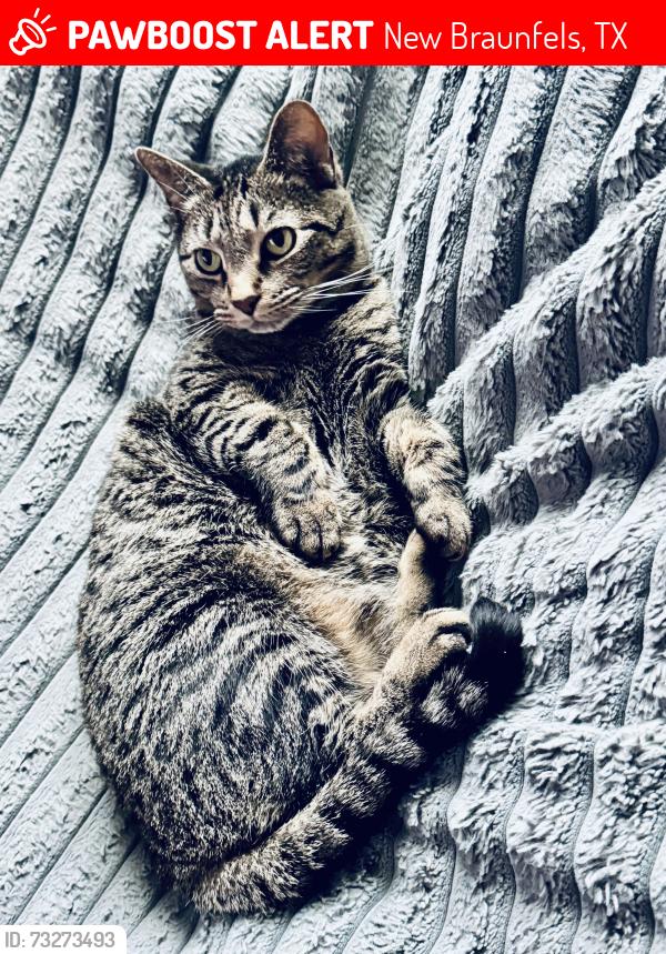 Lost Female Cat last seen Legend Pond Subdivision, New Braunfels, TX 78130