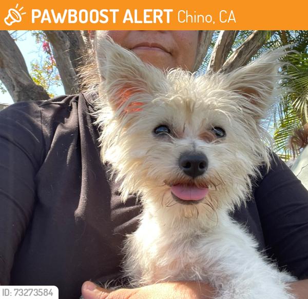 Found/Stray Male Dog last seen benson and riverside dr near the carwash, Chino, CA 91710