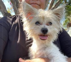 Found/Stray Male Dog last seen benson and riverside dr near the carwash, Chino, CA 91710