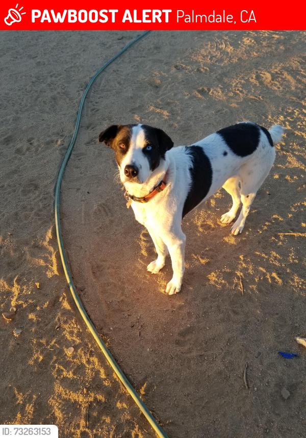 Lost Female Dog last seen Palmdale Blvd, 10th St W, Palmdale, CA 93551