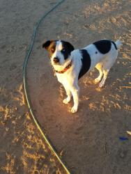 Lost Female Dog last seen Palmdale Blvd, 10th St W, Palmdale, CA 93551