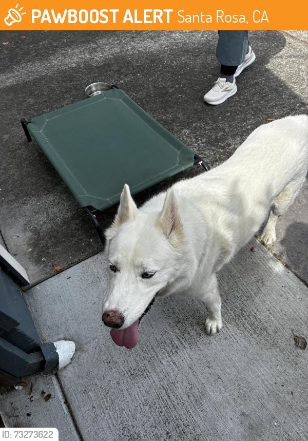 Found/Stray Male Dog last seen Neotmas and mimosa court, Santa Rosa, CA 95405