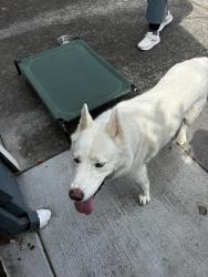 Found/Stray Male Dog last seen Neotmas and mimosa court, Santa Rosa, CA 95405