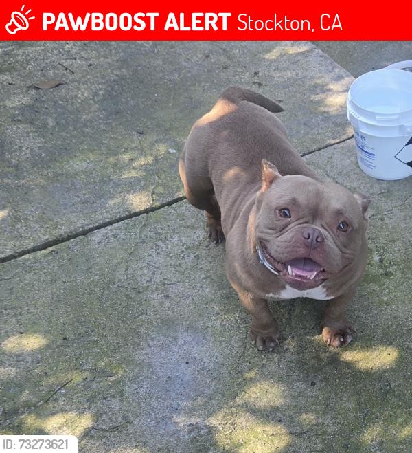 Lost Female Dog last seen Lower Sacramento, Stockton, CA 95210