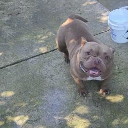Lost Female Dog last seen Lower Sacramento, Stockton, CA 95210
