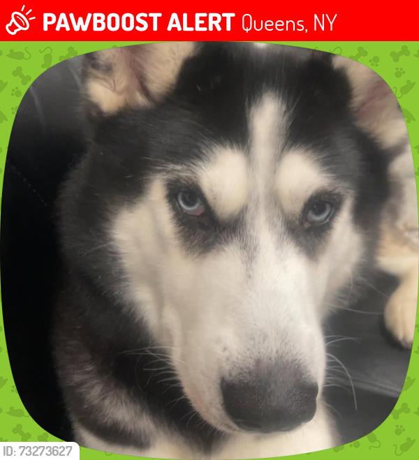 Lost Male Dog last seen Flushing medow park, Queens, NY 11368