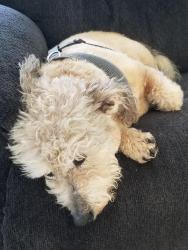 Lost Male Dog last seen Walker Vista Drive & Early Run Lane, Riverview, FL 33578