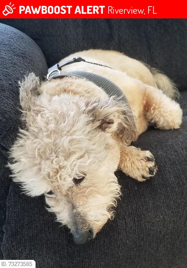 Lost Male Dog last seen Walker Vista Drive & Early Run Lane, Riverview, FL 33578