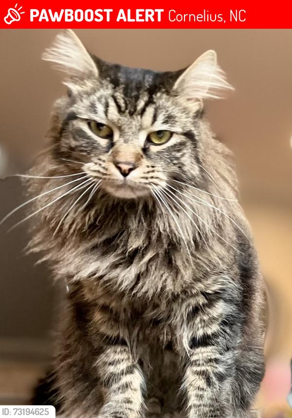 Lost Male Cat last seen Bethel church road, Cornelius, NC 28031
