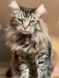 Lost Male Cat last seen Bethel church road, Cornelius, NC 28031