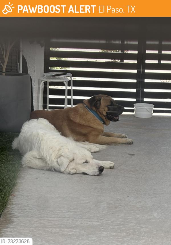 Found/Stray Male Dog last seen Tierra Campeon, El Paso, TX 79938