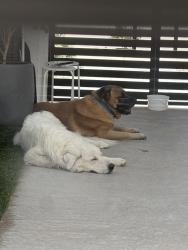 Found/Stray Male Dog last seen Tierra Campeon, El Paso, TX 79938