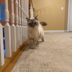 Found/Stray Male Cat last seen Country Club, Coral Springs, FL 33065