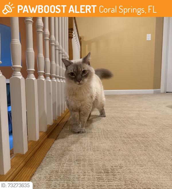 Found/Stray Male Cat last seen Country Club, Coral Springs, FL 33065
